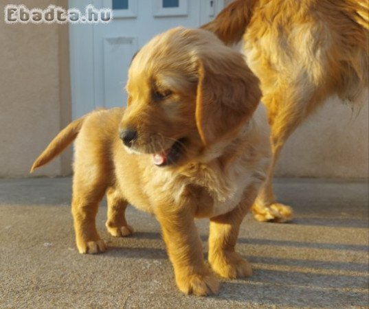 Golden Retriever fajtatiszta jellegű kiskutyák.