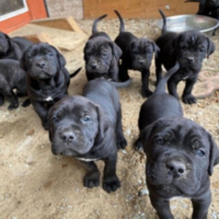 Cane corso
