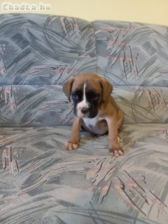 boxer kiskutyák