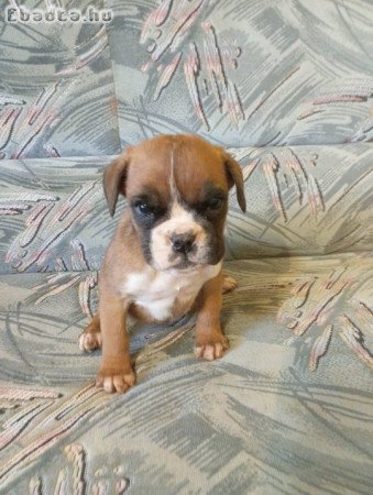 boxer kiskutyák