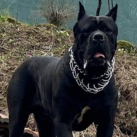 Cane corso