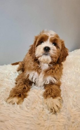 Cavapoo