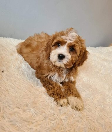 Cavapoo