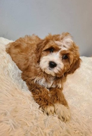 Cavapoo