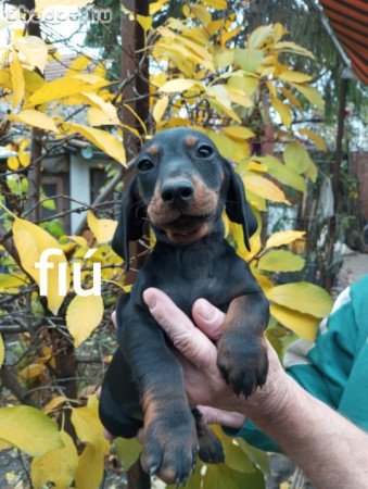 Tacskó köjkök eladók