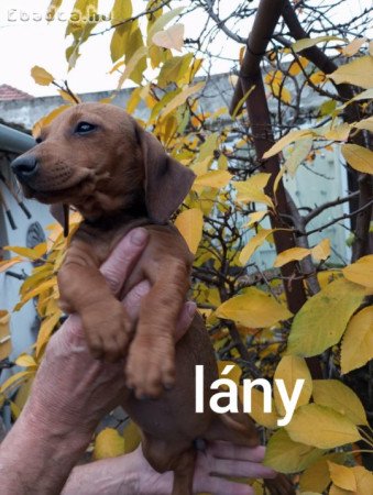 Tacskó köjkök eladók