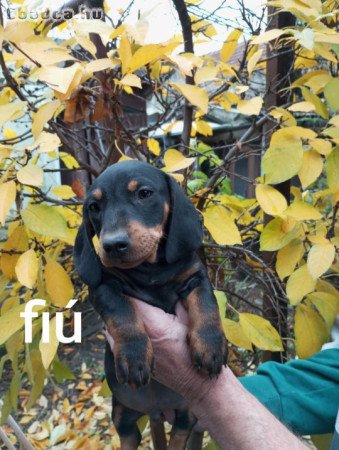 Tacskó köjkök eladók