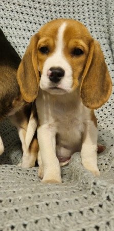 Beagle