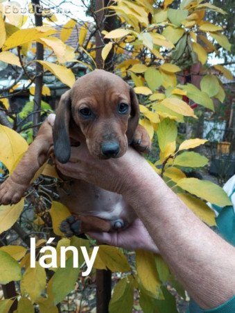 Tacskó kölykök eladók