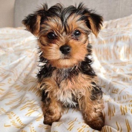 Yorkshire terrier