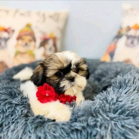 shih tzu kölykök