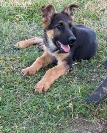 Kan németjuhász kölyök