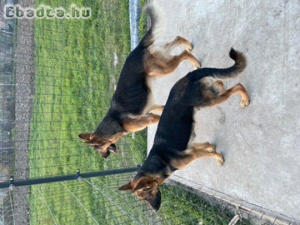 Kan németjuhász kölyök