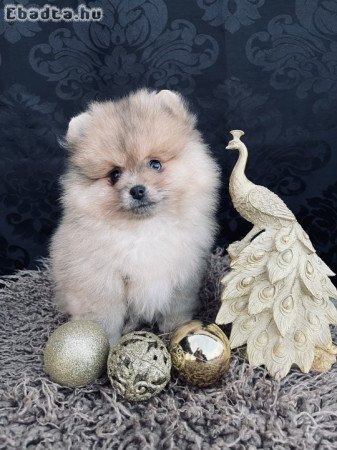 Spitz spicc kiskutya törpespitz, pomi, törpespicc