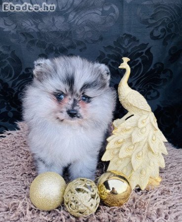 Spitz spicc kiskutya törpespitz, pomi, törpespicc