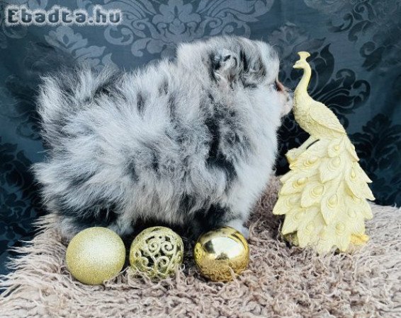 Spitz spicc kiskutya törpespitz, pomi, törpespicc