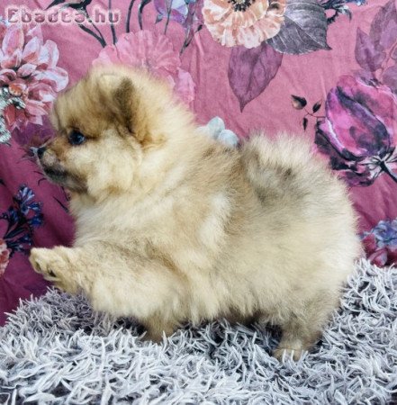 Spitz spicc kiskutya törpespitz, pomi, törpespicc