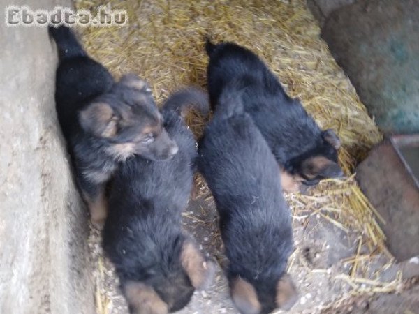 Német juhász kölyökkutya eladó