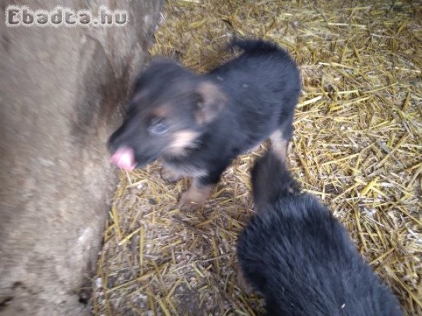 Német juhász kölyökkutya eladó