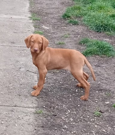 Magyar vizsla