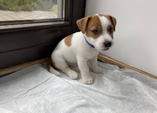Jack Rusell kölykök