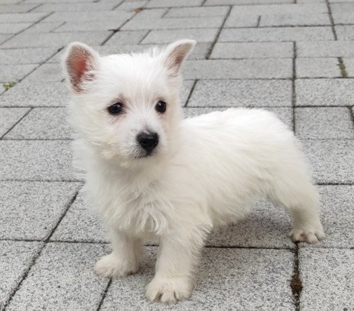 Westie