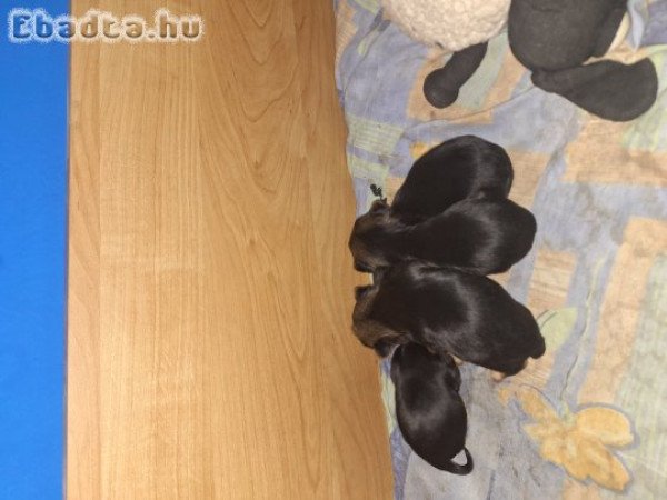 Eladó  kölyök kutya