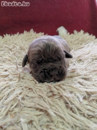 Cane Corso kiskutyák