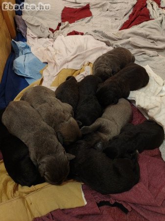 Cane Corso kiskutyák