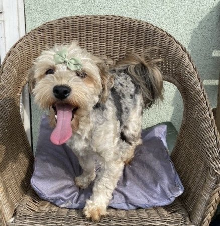 Havapoo bichon havanese es torpe uszkar