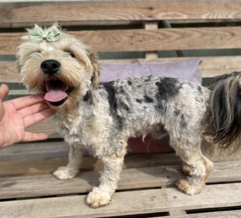 Havapoo bichon havanese es torpe uszkar