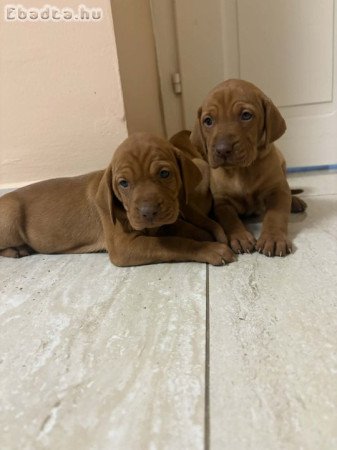 Fajta tiszta 8  kisördög várja szerető gazdáját