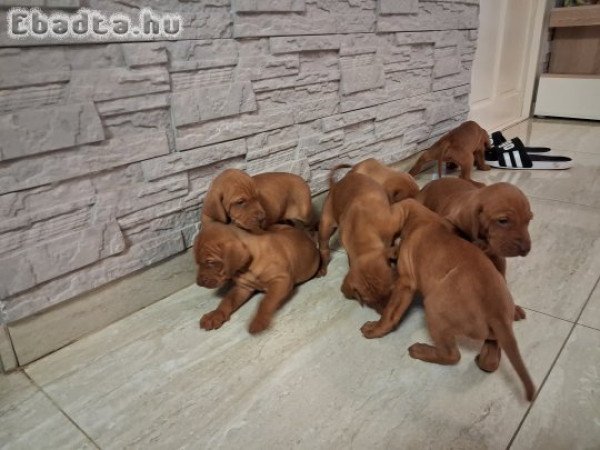 Fajta tiszta 8  kisördög várja szerető gazdáját