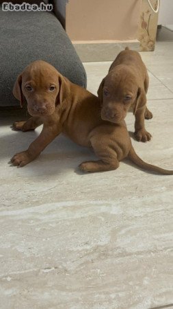 Fajta tiszta 8  kisördög várja szerető gazdáját