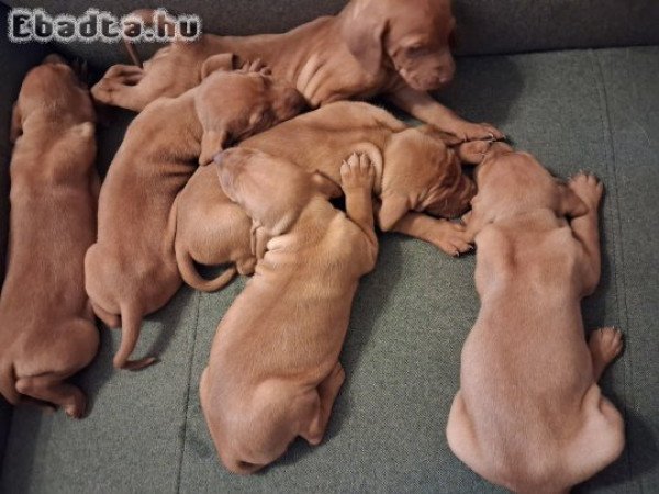 Fajta tiszta 8  kisördög várja szerető gazdáját