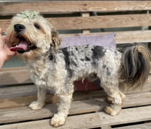 Havapoo bichon havanese es torpe uszkar