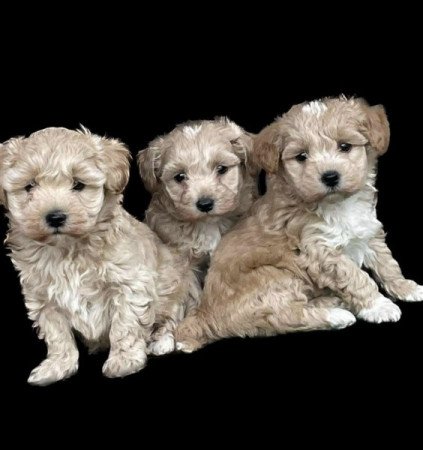 Maltipoo maltai es torpe uszkar