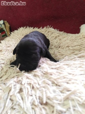 Cane Corso kiskutyák