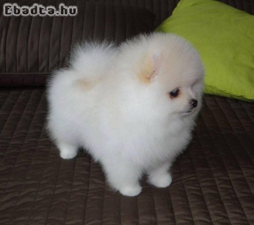 Beautiful purebred Pomeranian dwarf spitz puppies