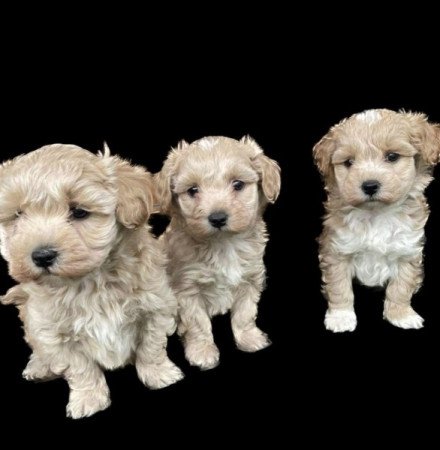 Maltipoo maltai es torpe uszkar