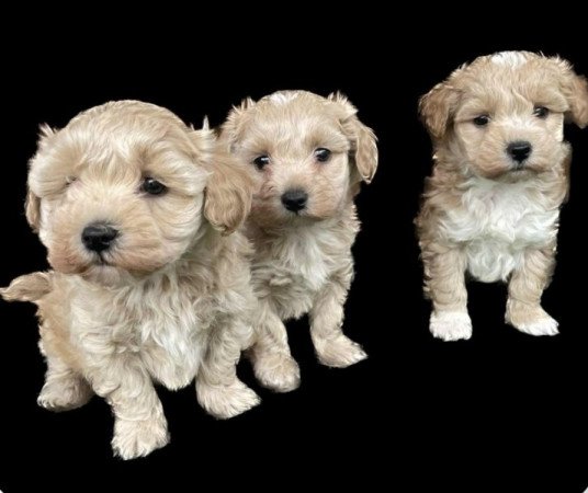 Maltipoo maltai es torpe uszkar