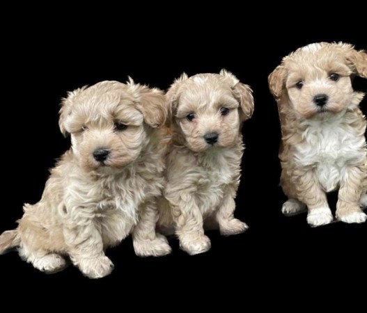 Maltipoo maltai es torpe uszkar