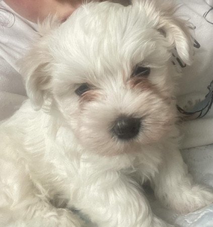 Bichon Havanese