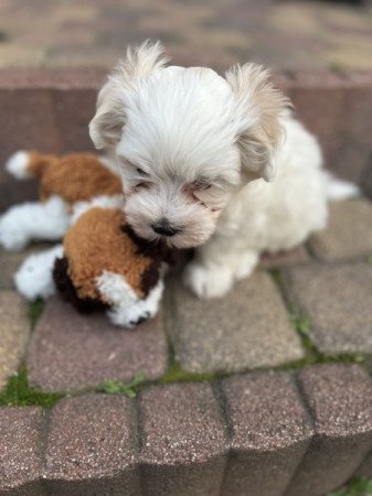 Bichon Havanese