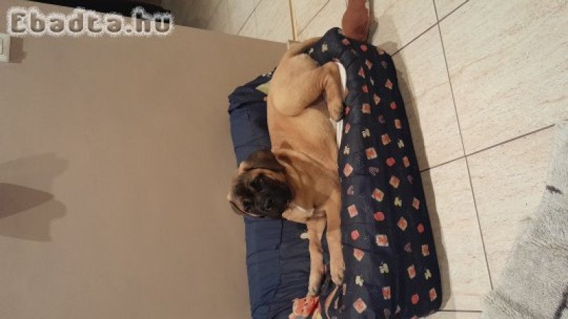 Eladó törzskönyvezett bullmastiff kislány