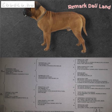 Eladó törzskönyvezett bullmastiff kislány