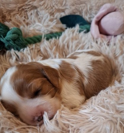 Cavalier King Charles spániel