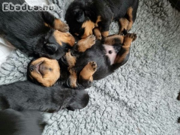 Adorable Registered German Rottweiler puppies.