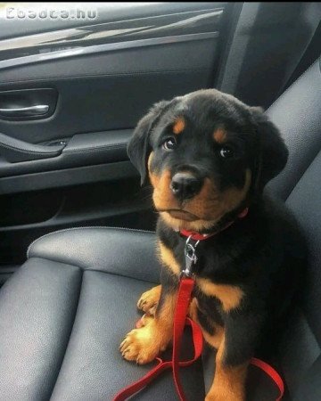 Adorable Registered German Rottweiler puppies.