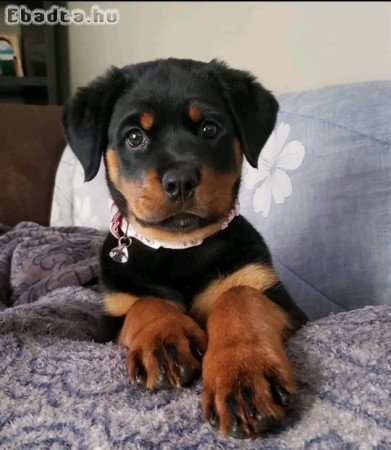 Adorable Registered German Rottweiler puppies.